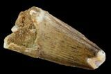 Spinosaurus Tooth - Real Dinosaur Tooth #117879-1